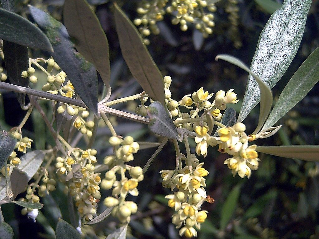 Olive branch with flowers