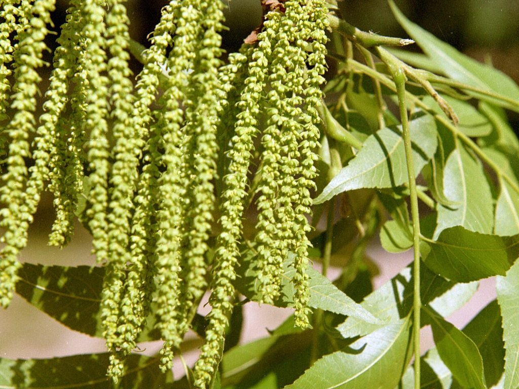Pecan catkins in spring