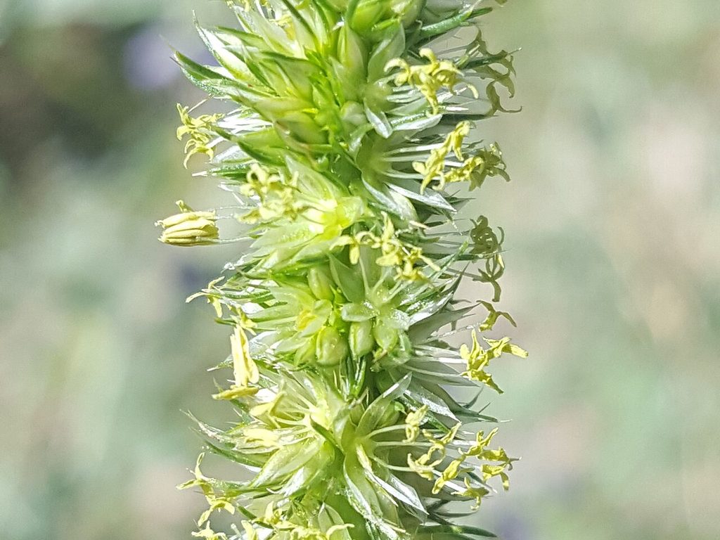 Pigweed (amaranth) flowering spikes