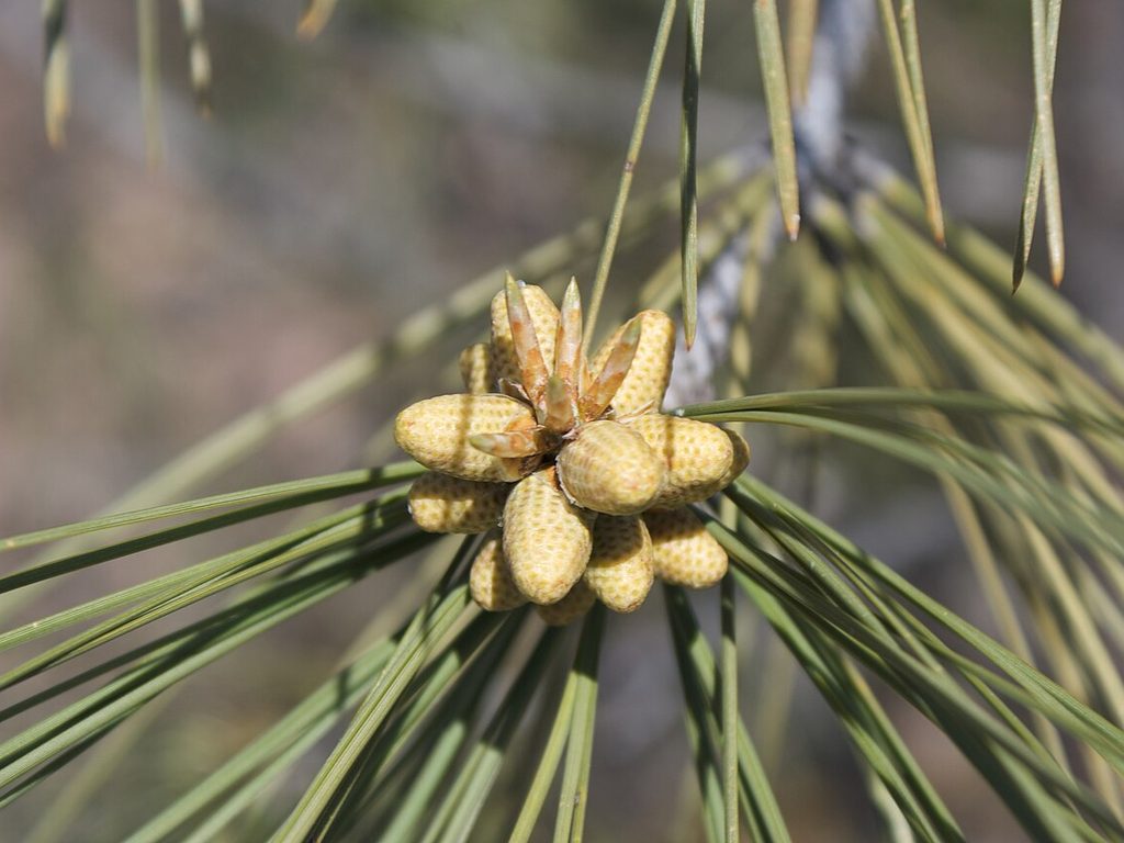 Pine pollen cones on a branch