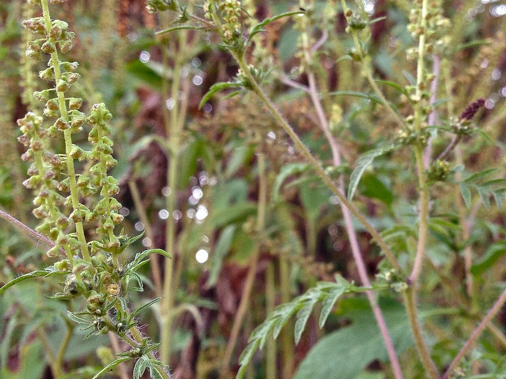 Common ragweed plant with flower spikes