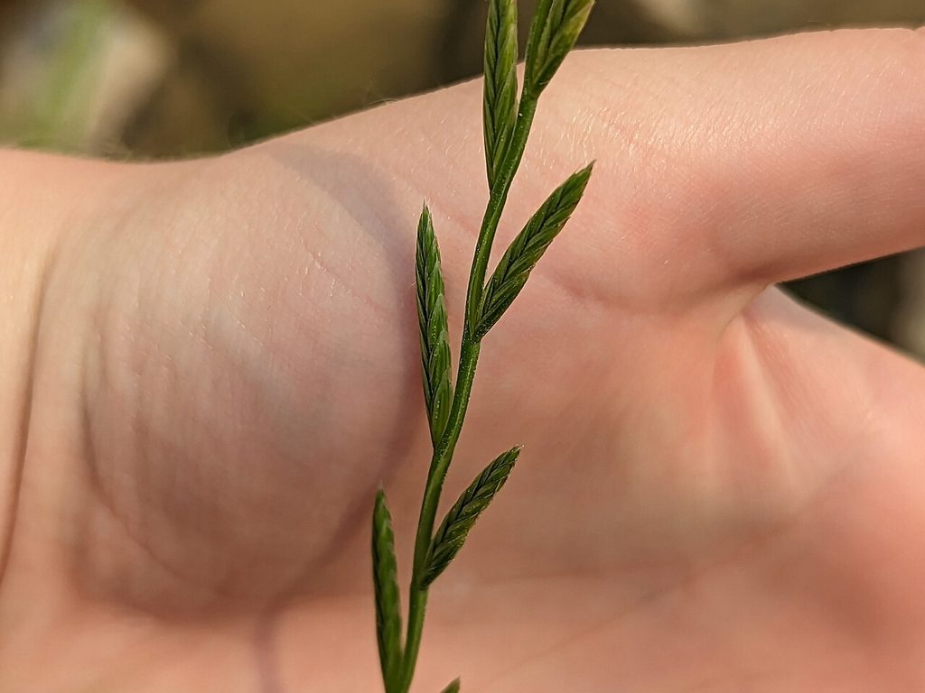 Perennial ryegrass flowering head