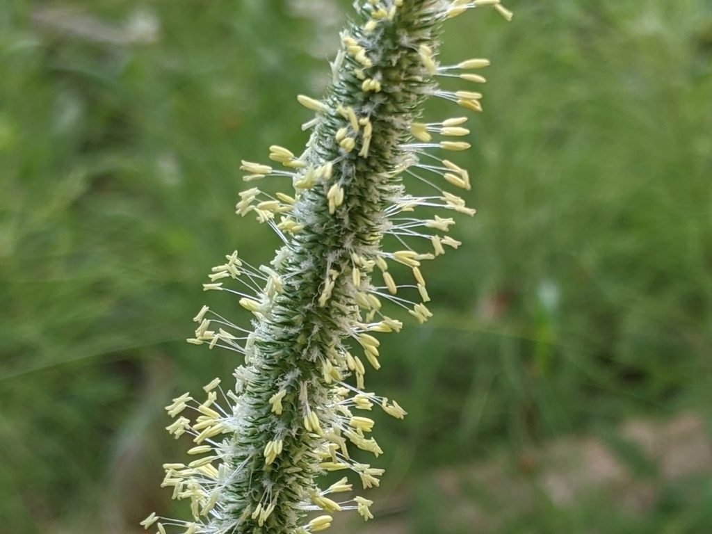 Timothy grass seed head
